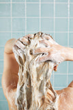 Shan Kui wasabi shampoo with caffeine - British product