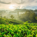 Whittard Monsoon Malabar coffee, imported from the UK