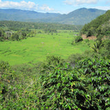 Whittard Sumatra Mandheling coffee dark roast, UK version