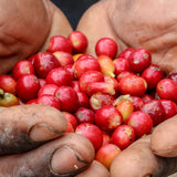 Whittard Jamaica Blue Mountain coffee beans - British product
