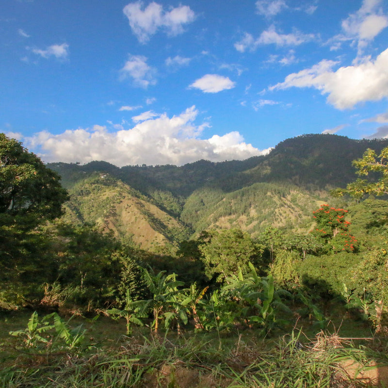 Whittard Jamaica Blue Mountain coffee beans - British product