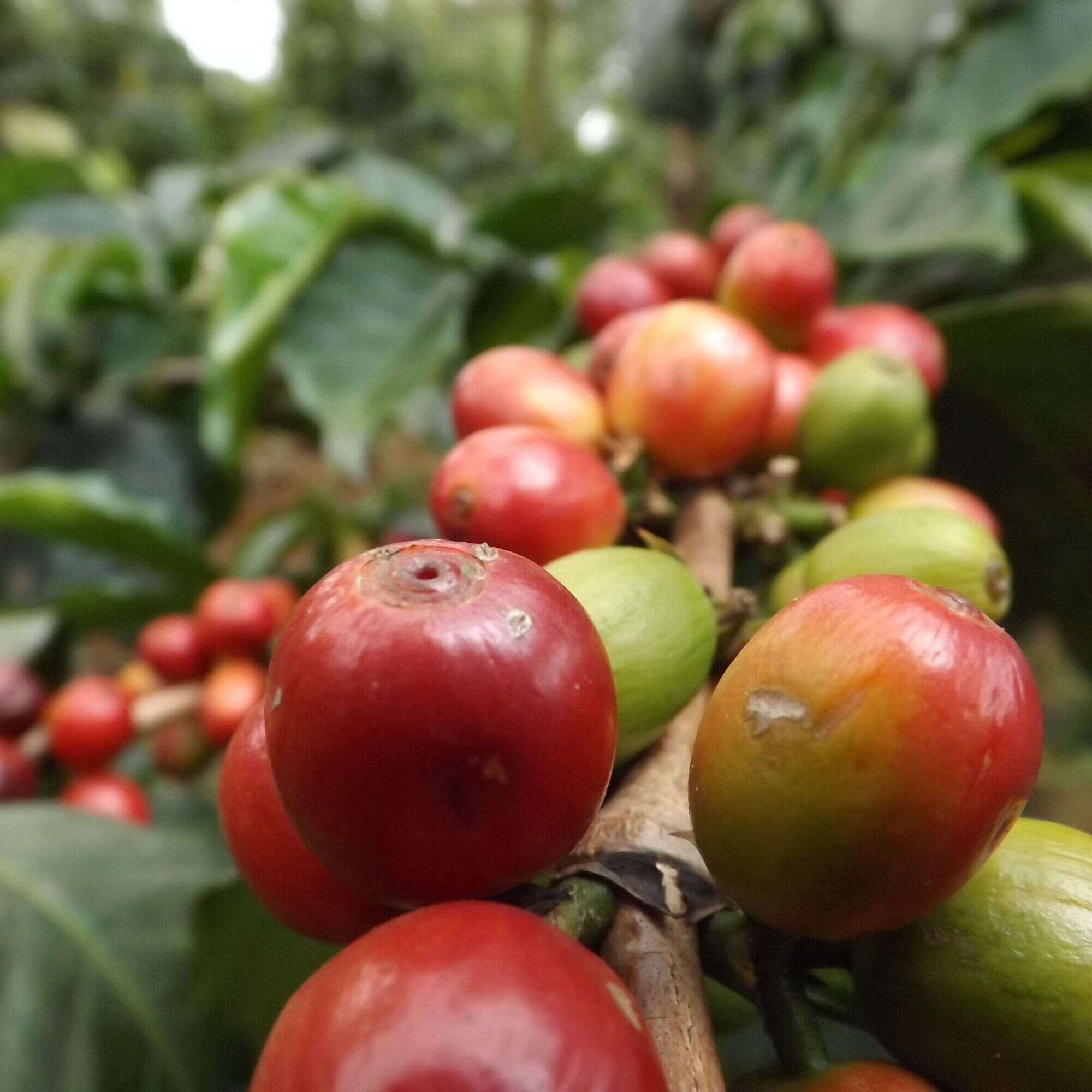 Whittard Kenya Peaberry light roast coffee, imported from the UK