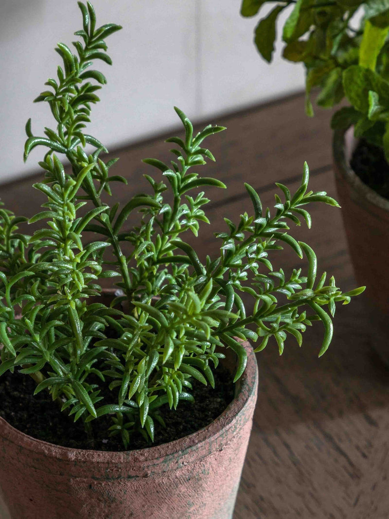 Gallery Home red potted rosemary in terracotta pot, imported from the UK