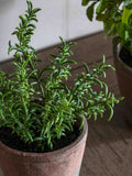 Gallery Home red potted rosemary in terracotta pot, imported from the UK