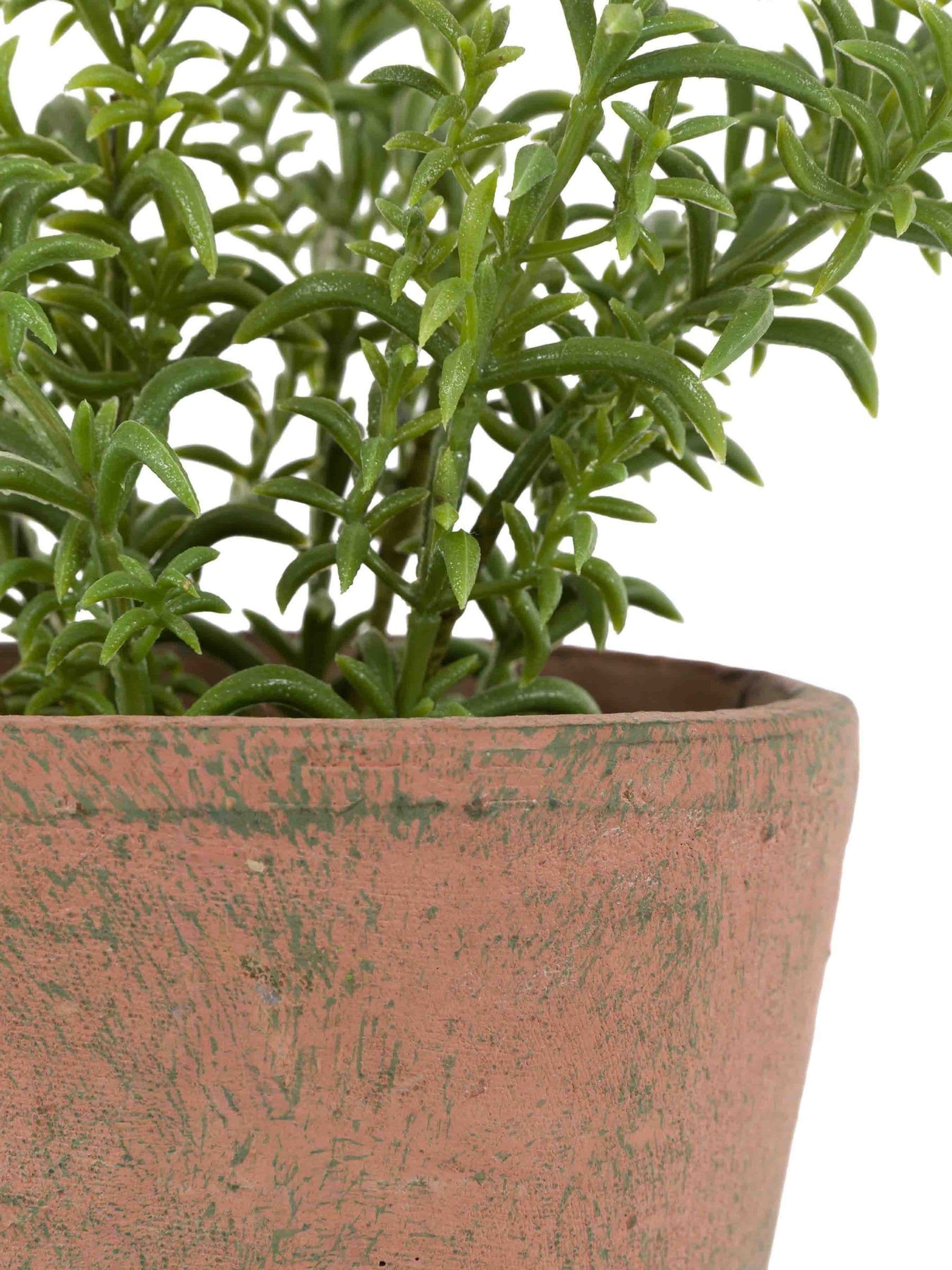 Gallery Home red potted rosemary in terracotta pot, imported from the UK