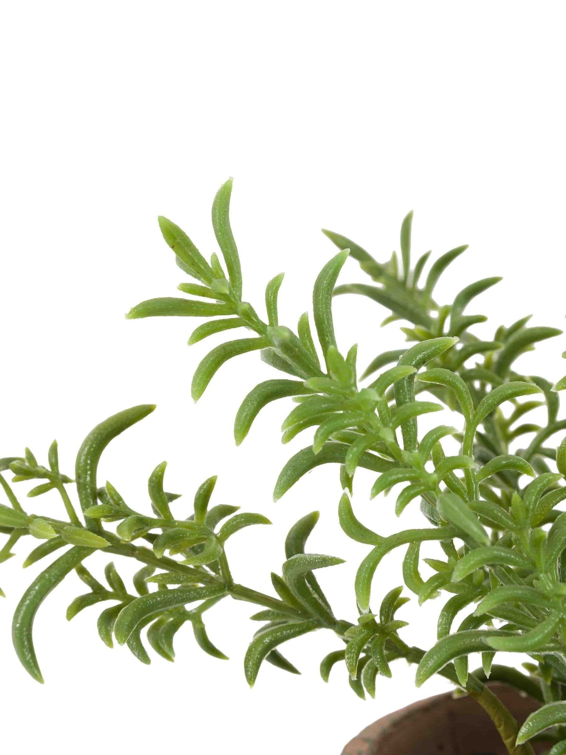 Gallery Home red potted rosemary in terracotta pot, imported from the UK