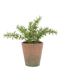 Gallery Home red potted rosemary in terracotta pot, imported from the UK