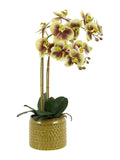 Gallery Home green orchid dot pot 61cm (British brand)