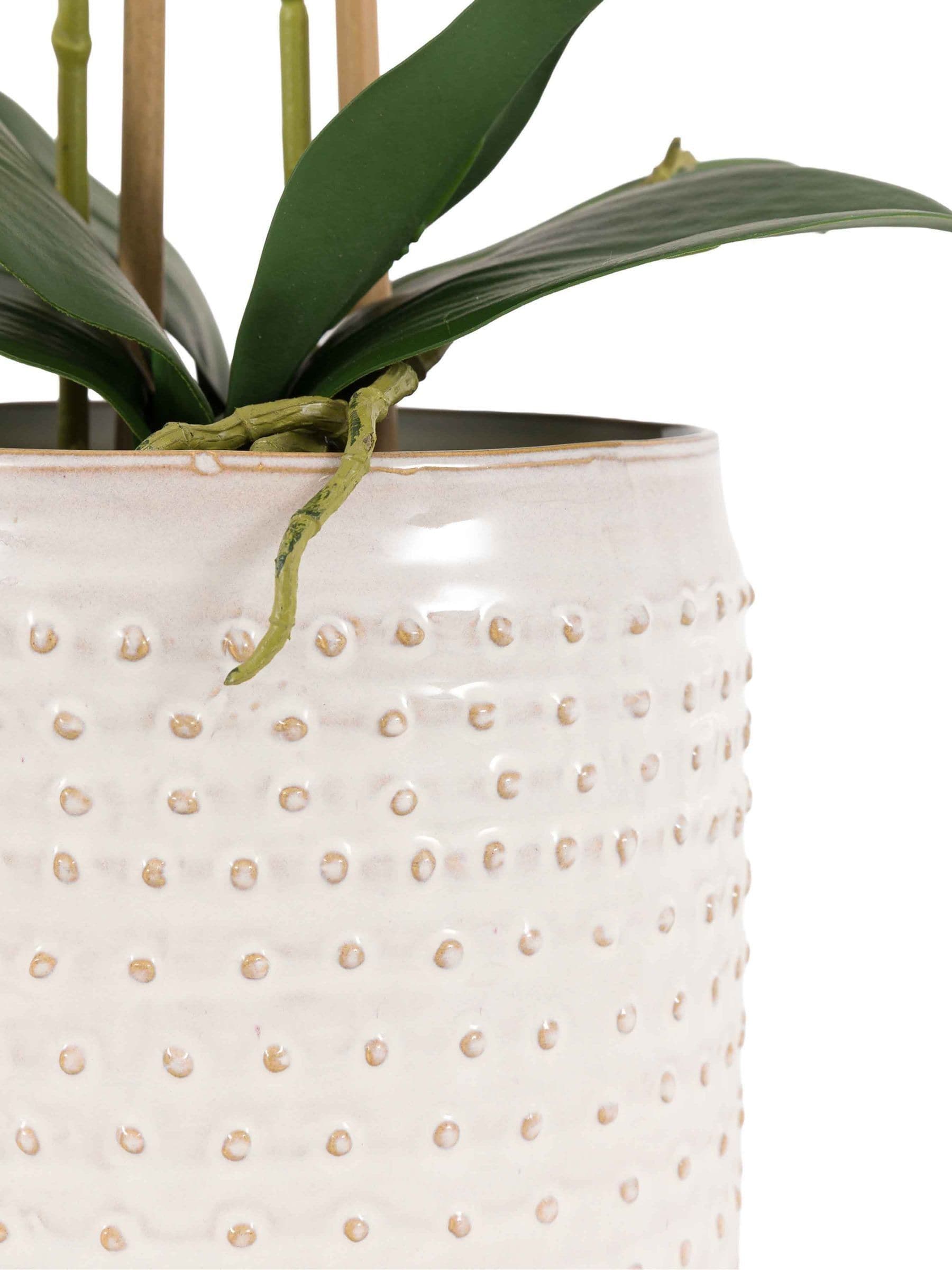 Gallery Home brown orchids in moss dot pot 61cm high - British product