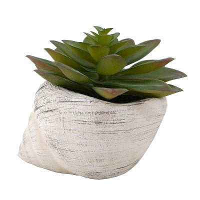 Curate faux succulent in conch cement pot 11cm, imported from the UK