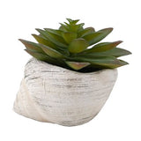 Curate faux succulent in conch cement pot 11cm, imported from the UK