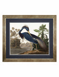 Gallery Direct framed art print Louisiana Heron large (British brand)