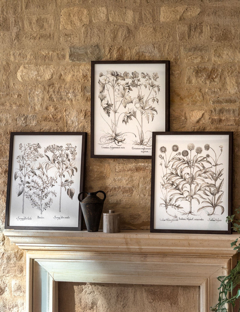 Gallery Direct set of 3 botanical framed prints, imported from the UK