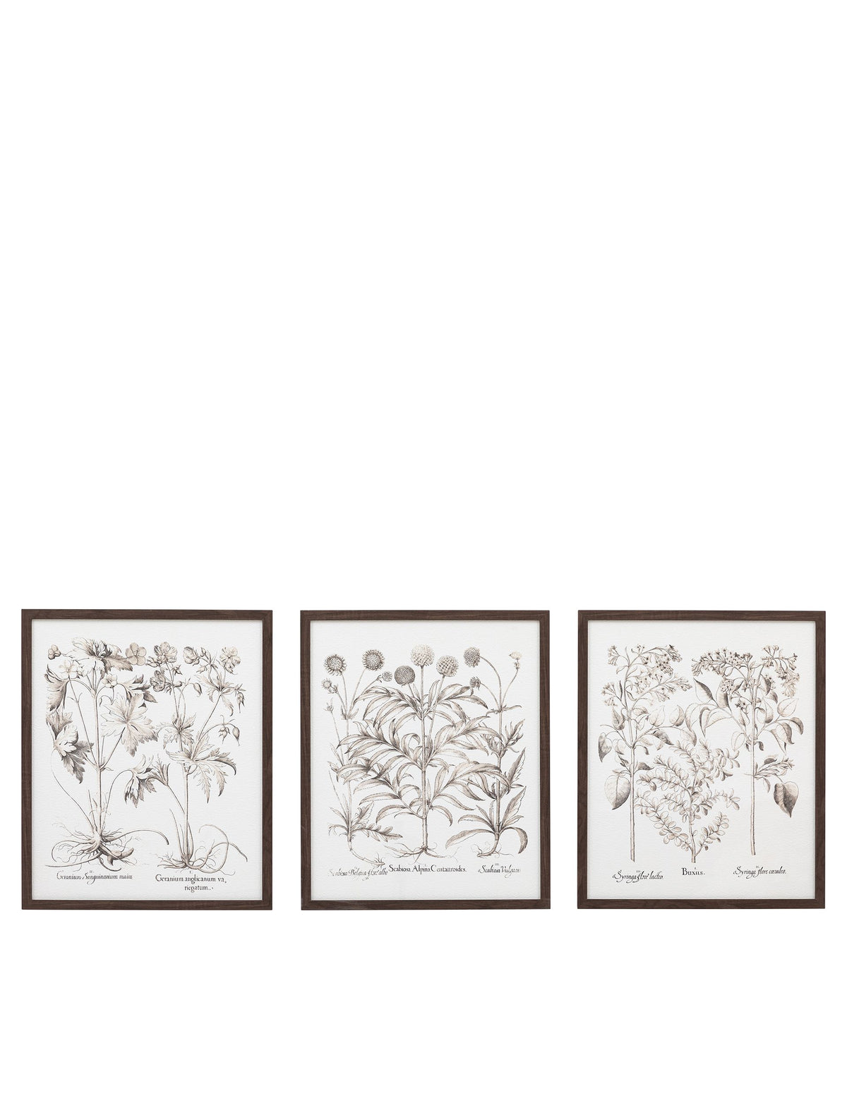 Gallery Direct set of 3 botanical framed prints, imported from the UK