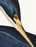 Gallery Direct framed art print Louisiana Heron large (British brand)
