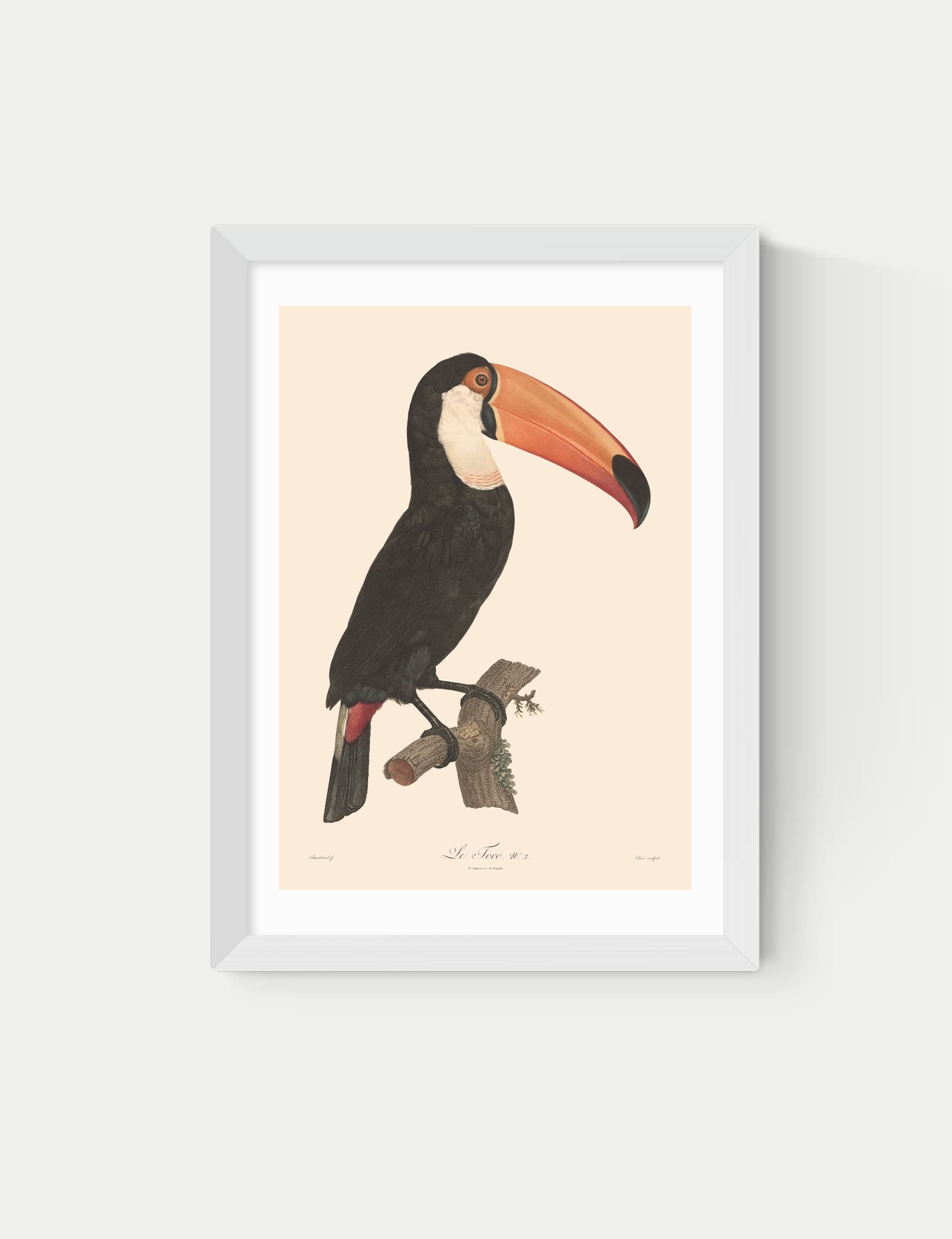 East End Prints Toucan framed art by Aster - British product