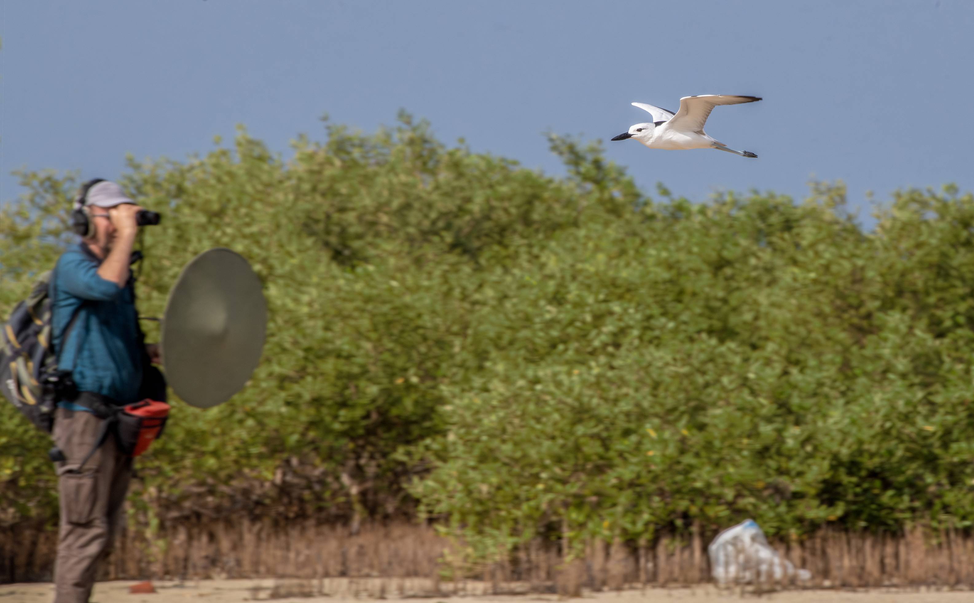 The Sound Approach birding book second edition, imported from the UK