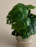 Artificial monstera plant in ceramic pot 46cm - British product