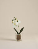 Artificial small orchid in glass pot 24cm, imported from the UK