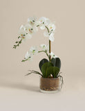 Artificial medium orchid in glass pot, UK version