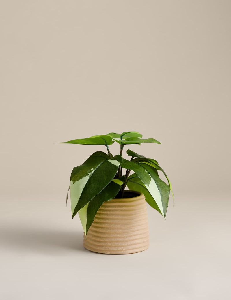 Artificial heartleaf philodendron in ceramic pot, imported from the UK