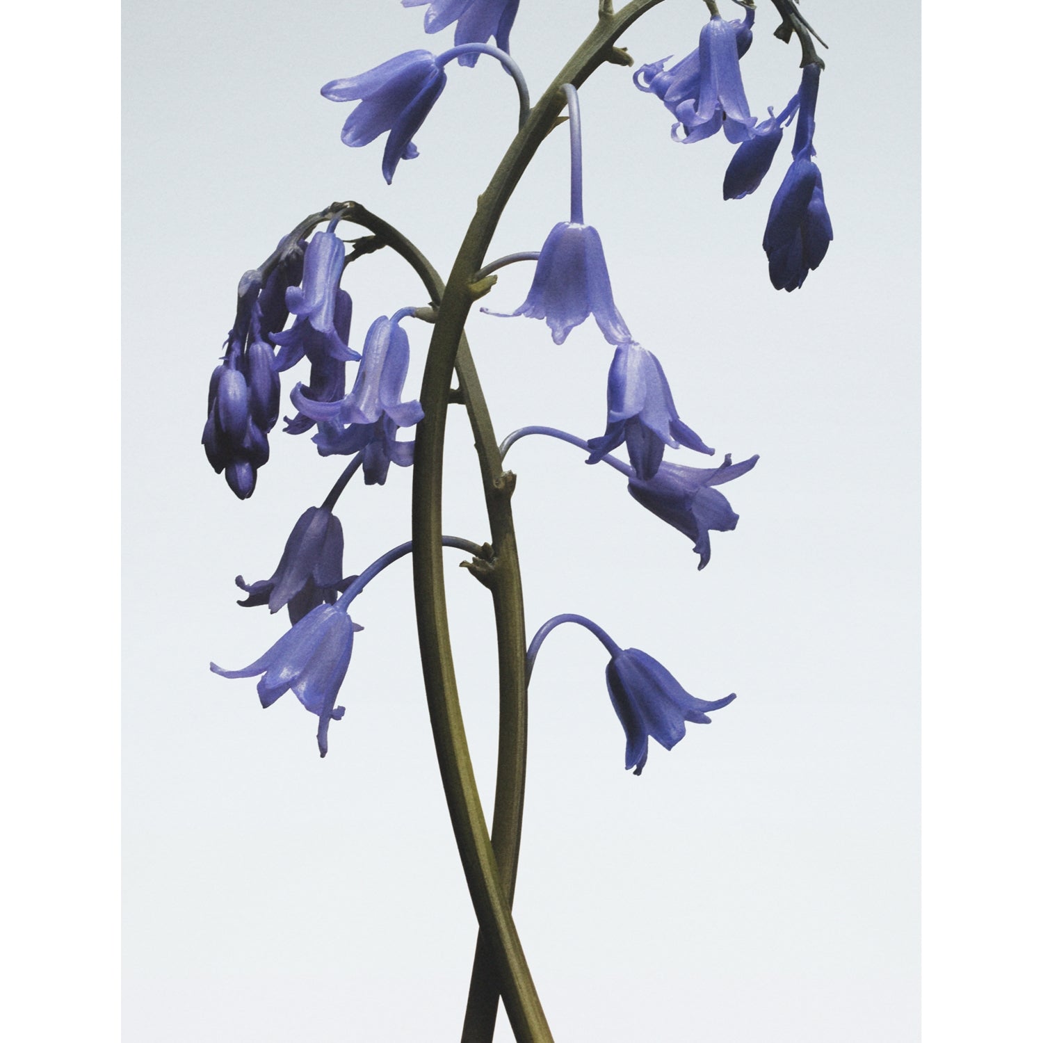 Jo Malone London Wild Bluebell scented diffuser 165ml (British brand)