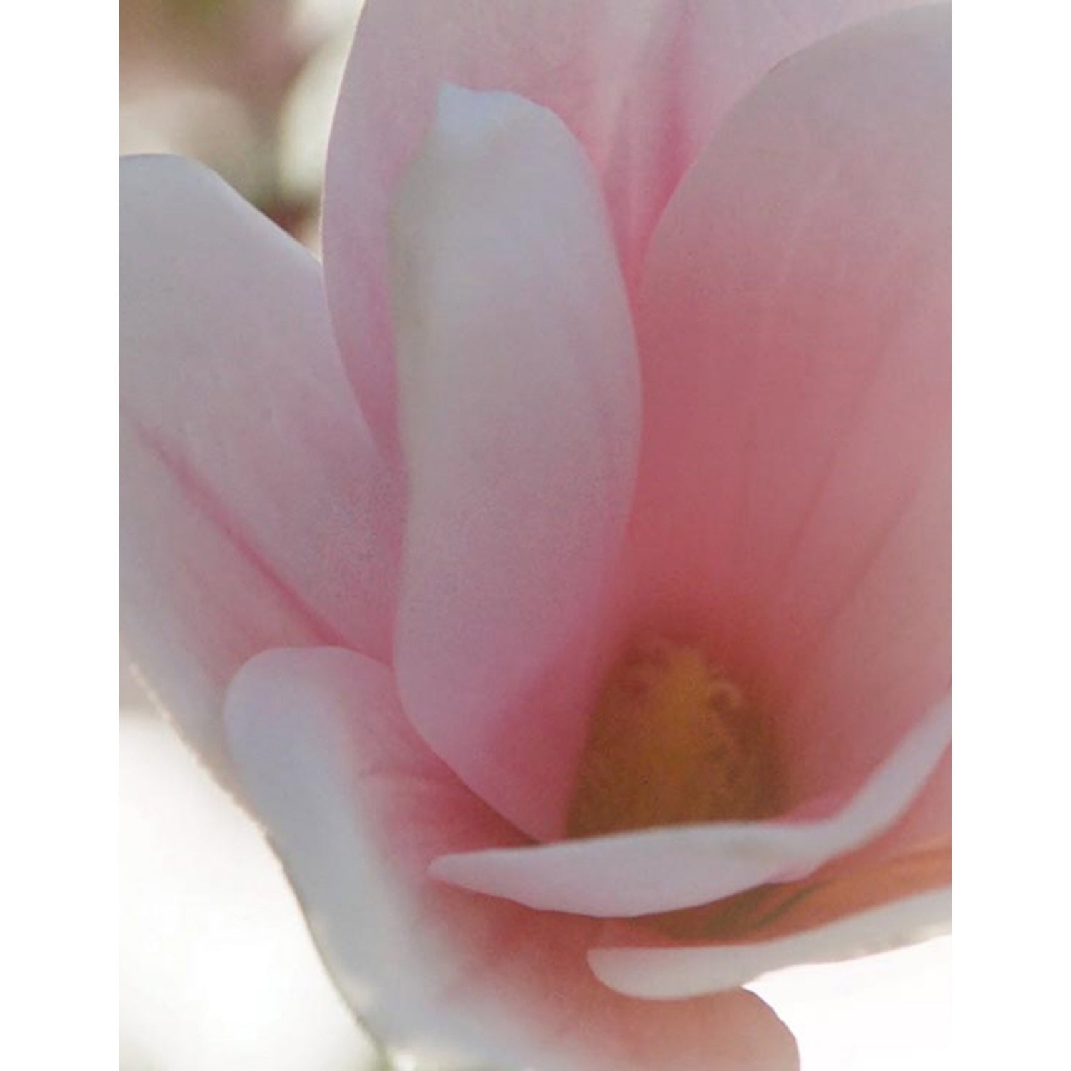 Estée Lauder Beautiful Magnolia floral eau de parfum - British product