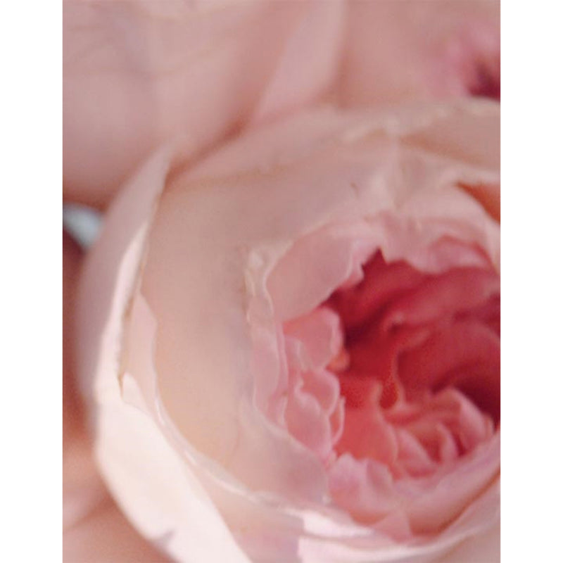 Estée Lauder Beautiful Magnolia floral eau de parfum - British product