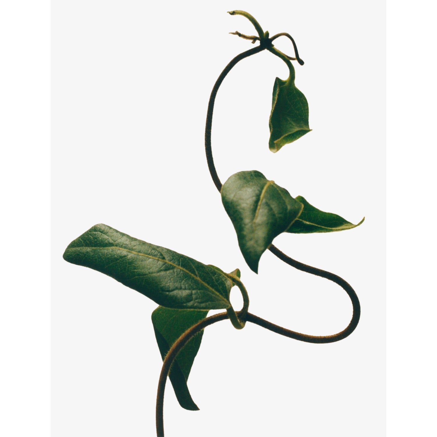 Loewe small Honeysuckle scented candle 170g, UK version