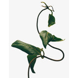 Loewe small Honeysuckle scented candle 170g, UK version