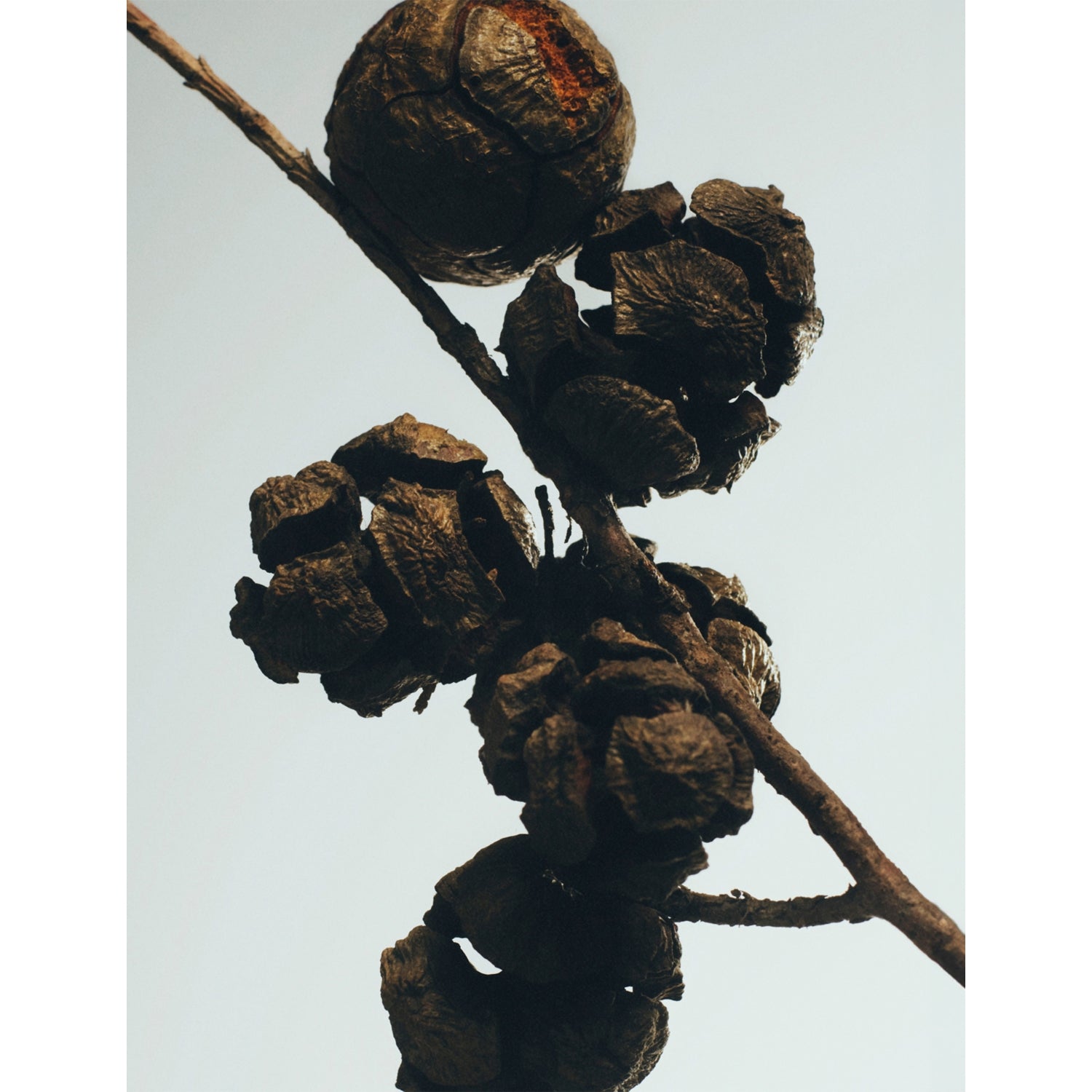 Loewe Cypress Balls scented candle 170g (British brand)