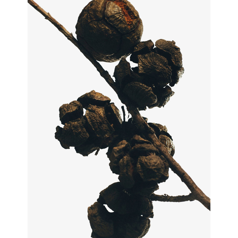 Loewe Cypress Balls medium scented candle 610g (British brand)