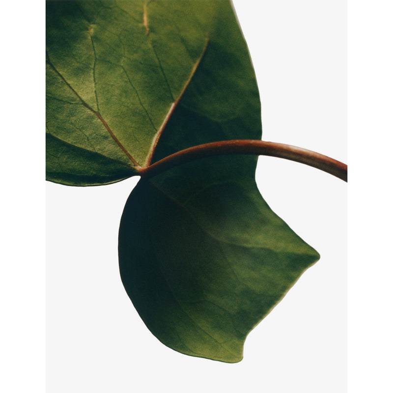 Loewe medium scented candle Ivy 1.15kg (British brand)