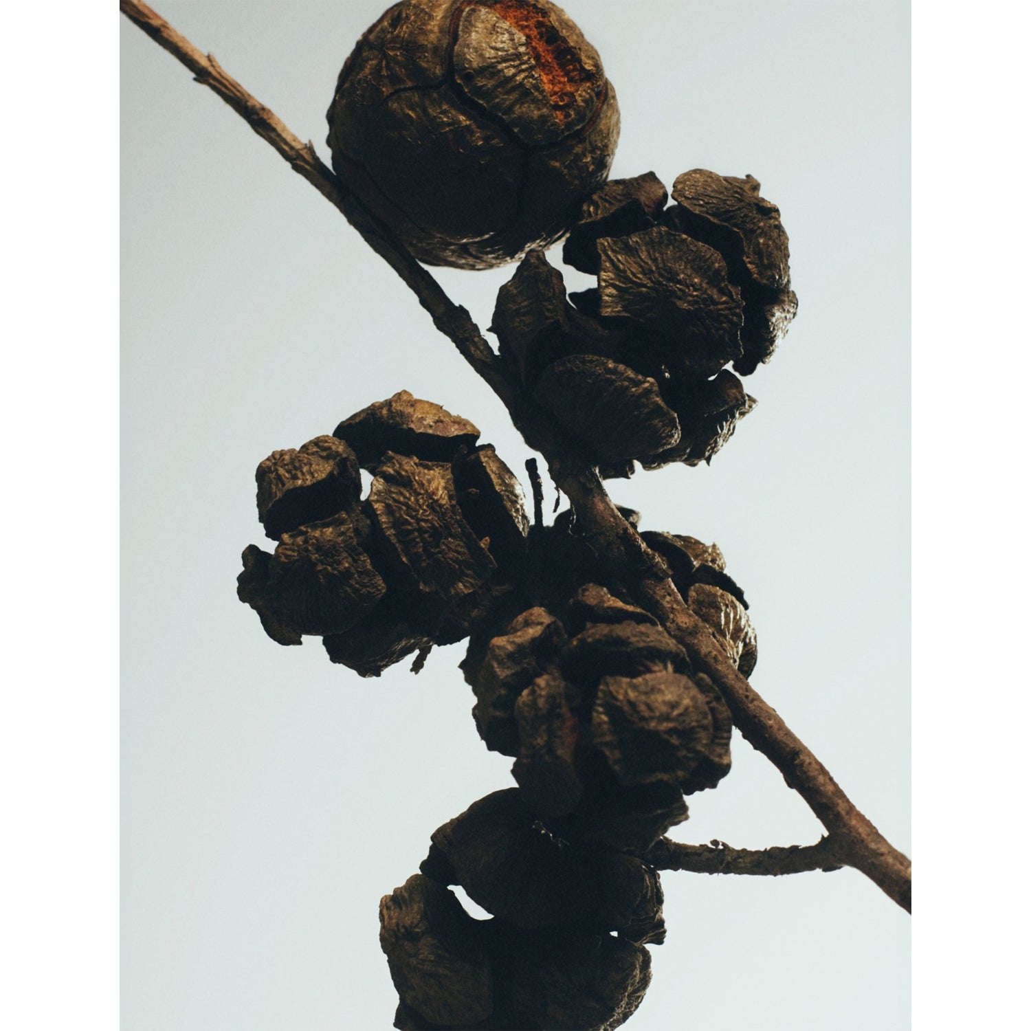 Loewe Cypress Balls home fragrance 150ml (British brand)