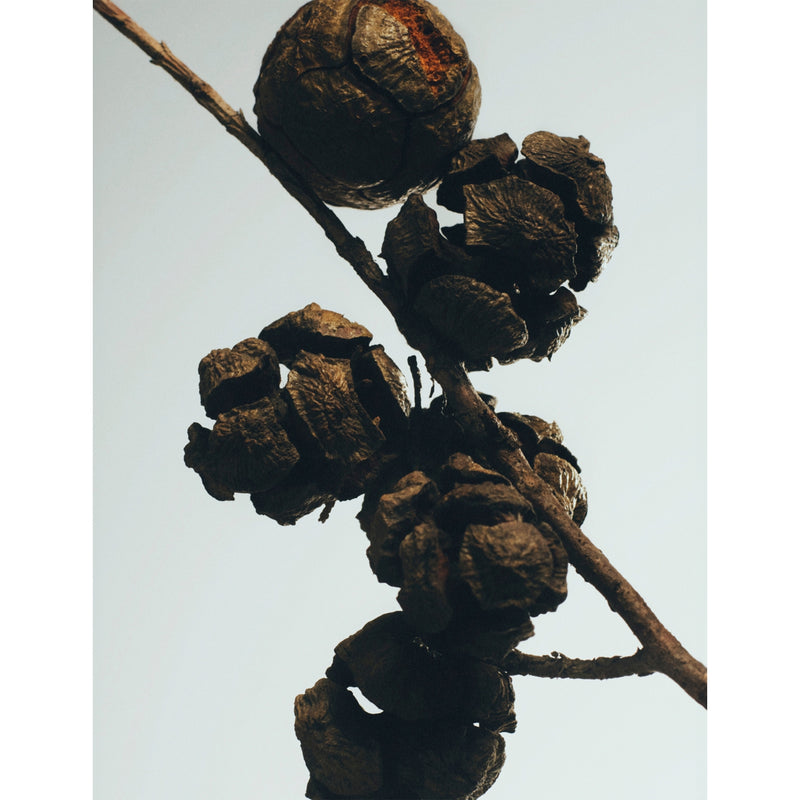 Loewe Cypress Balls home fragrance 150ml (British brand)