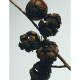 Loewe Cypress Balls home fragrance 150ml (British brand)