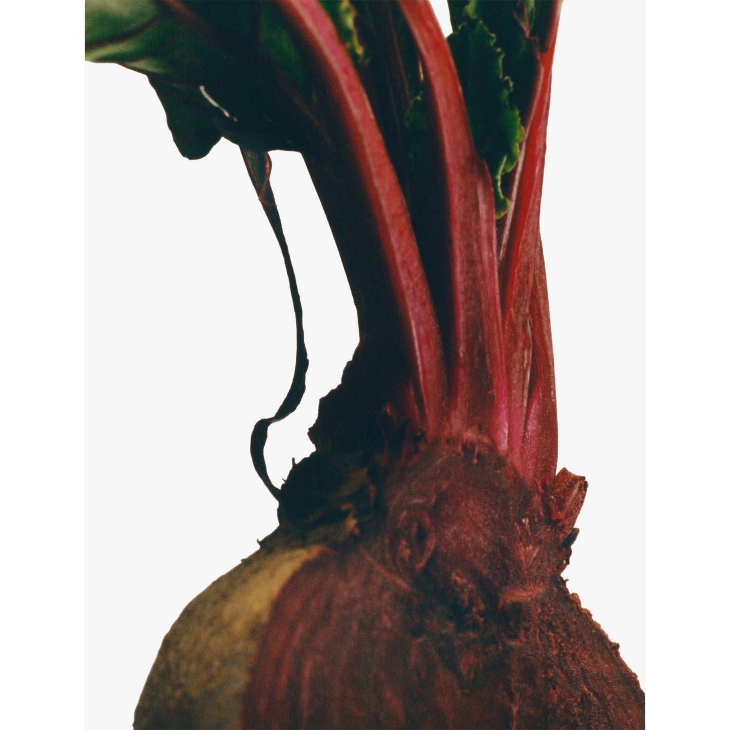 Loewe home fragrance beetroot 150ml - British product