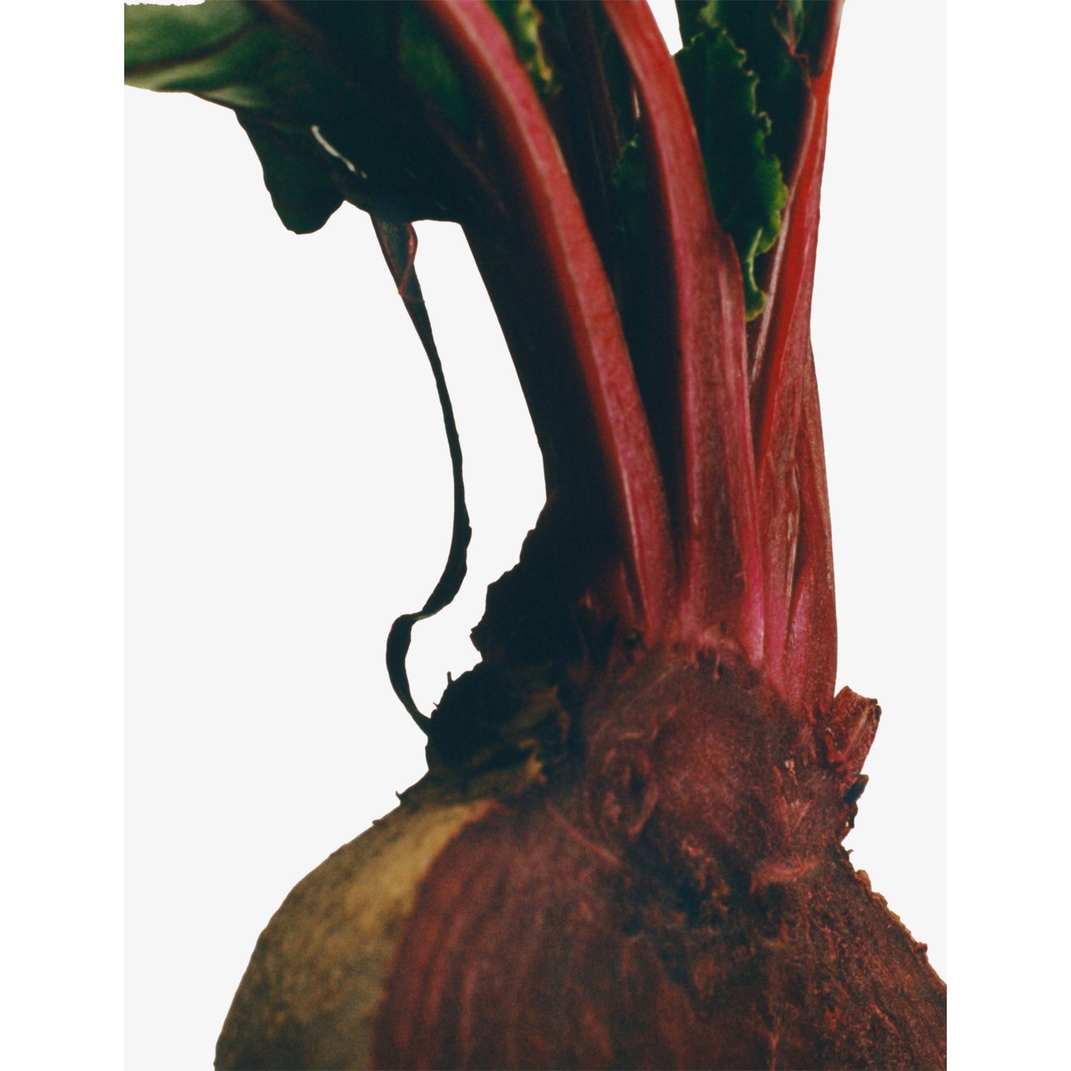 Loewe scented candle beetroot large 2120g - British product