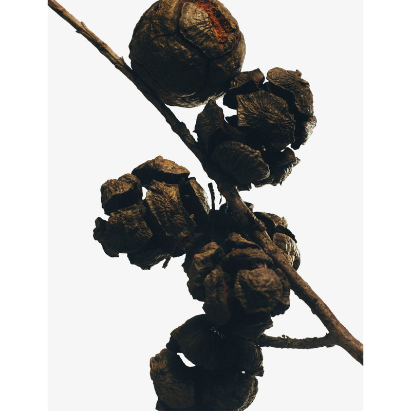 Loewe scented candle Cypress Balls 330g, UK version