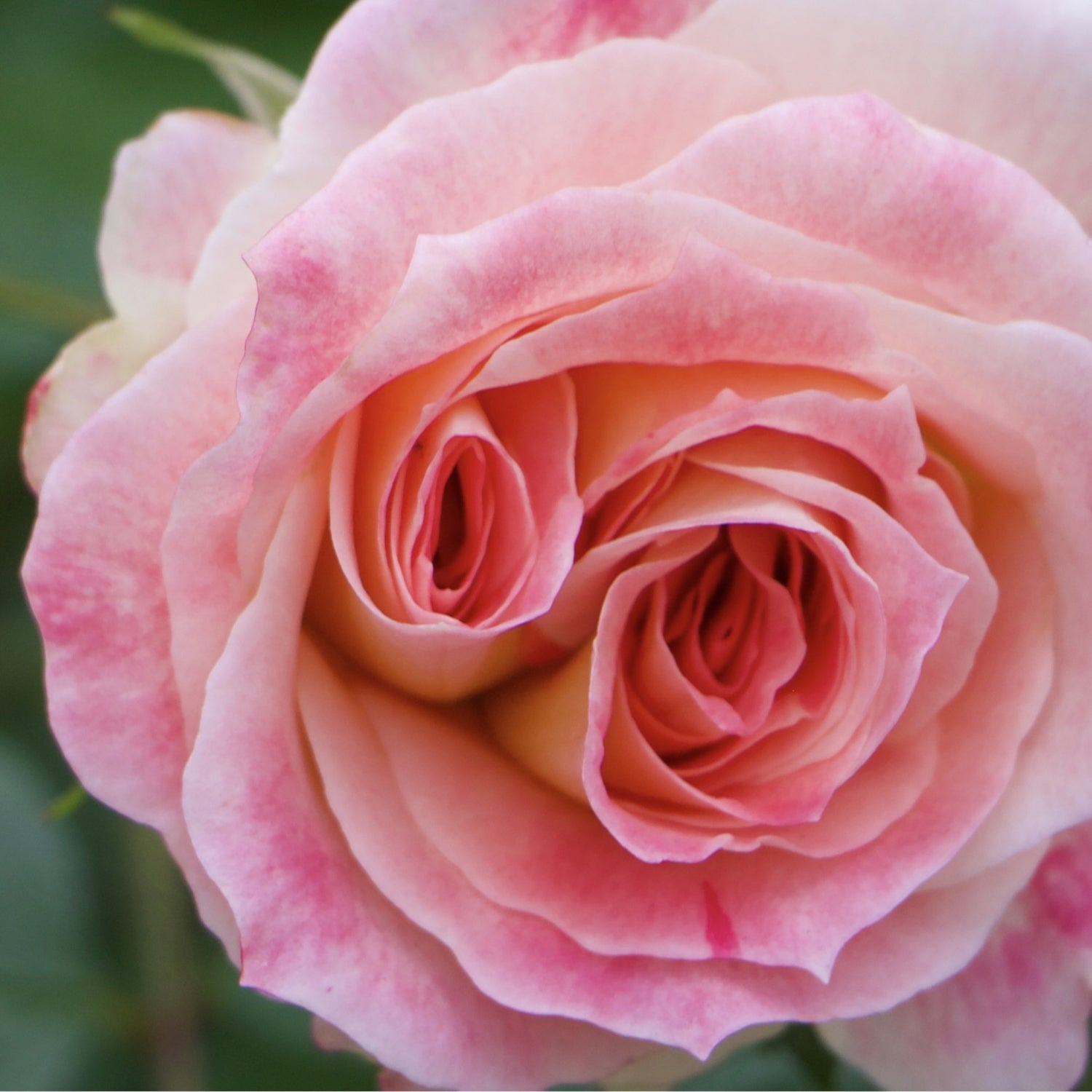 Maison Crivelli Rose Saltifolia eau de parfum, imported from the UK