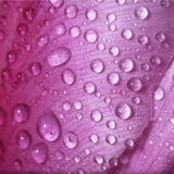 Maison Crivelli Rose Saltifolia eau de parfum, imported from the UK