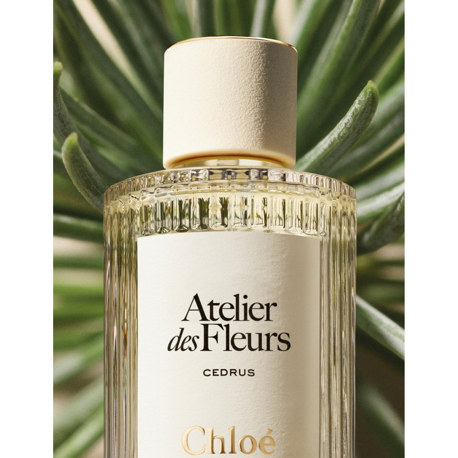 Chloé Cedrus eau de parfum (British brand)