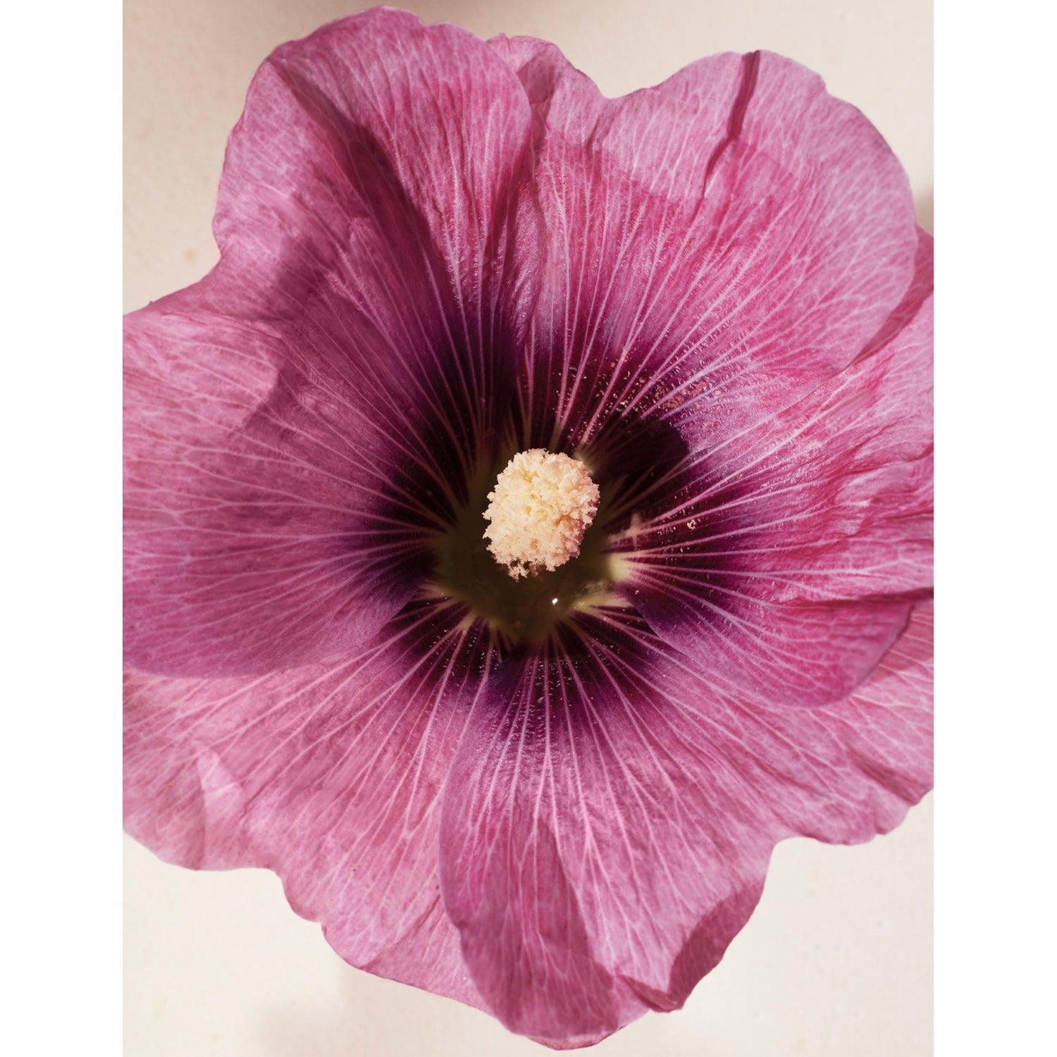 Chloé eau de parfum Hibiscus Abelmoschus, UK version