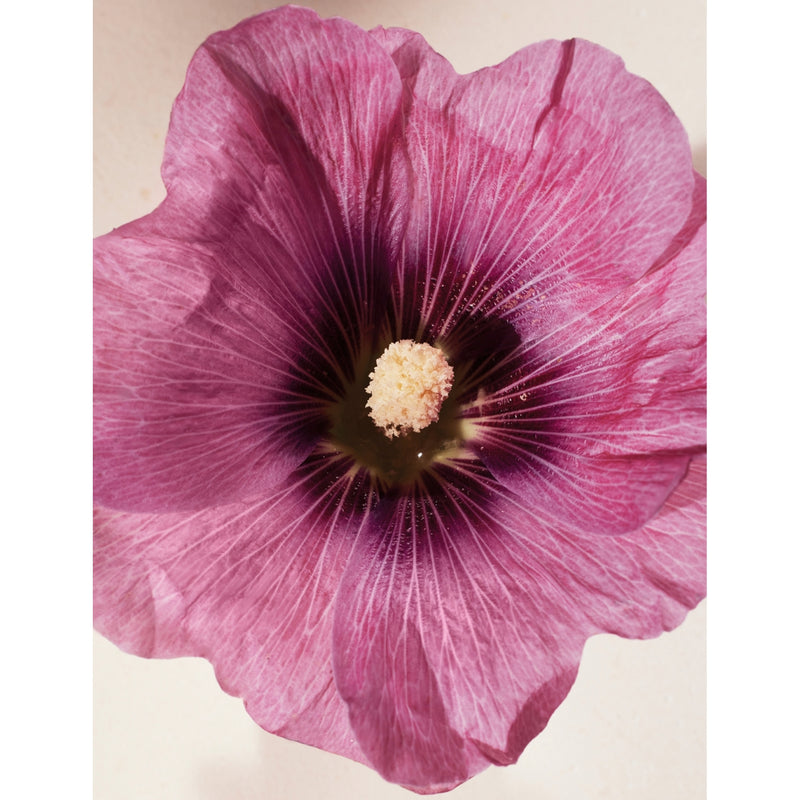 Chloé eau de parfum Hibiscus Abelmoschus, UK version