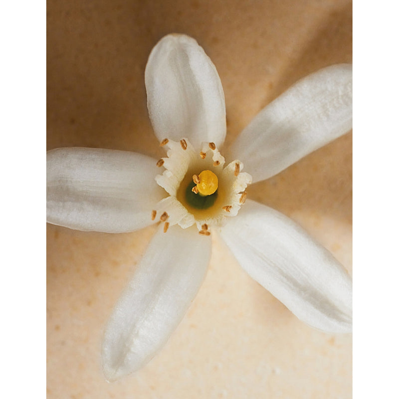 Chloé Atelier des Fleurs Néroli eau de parfum, UK version