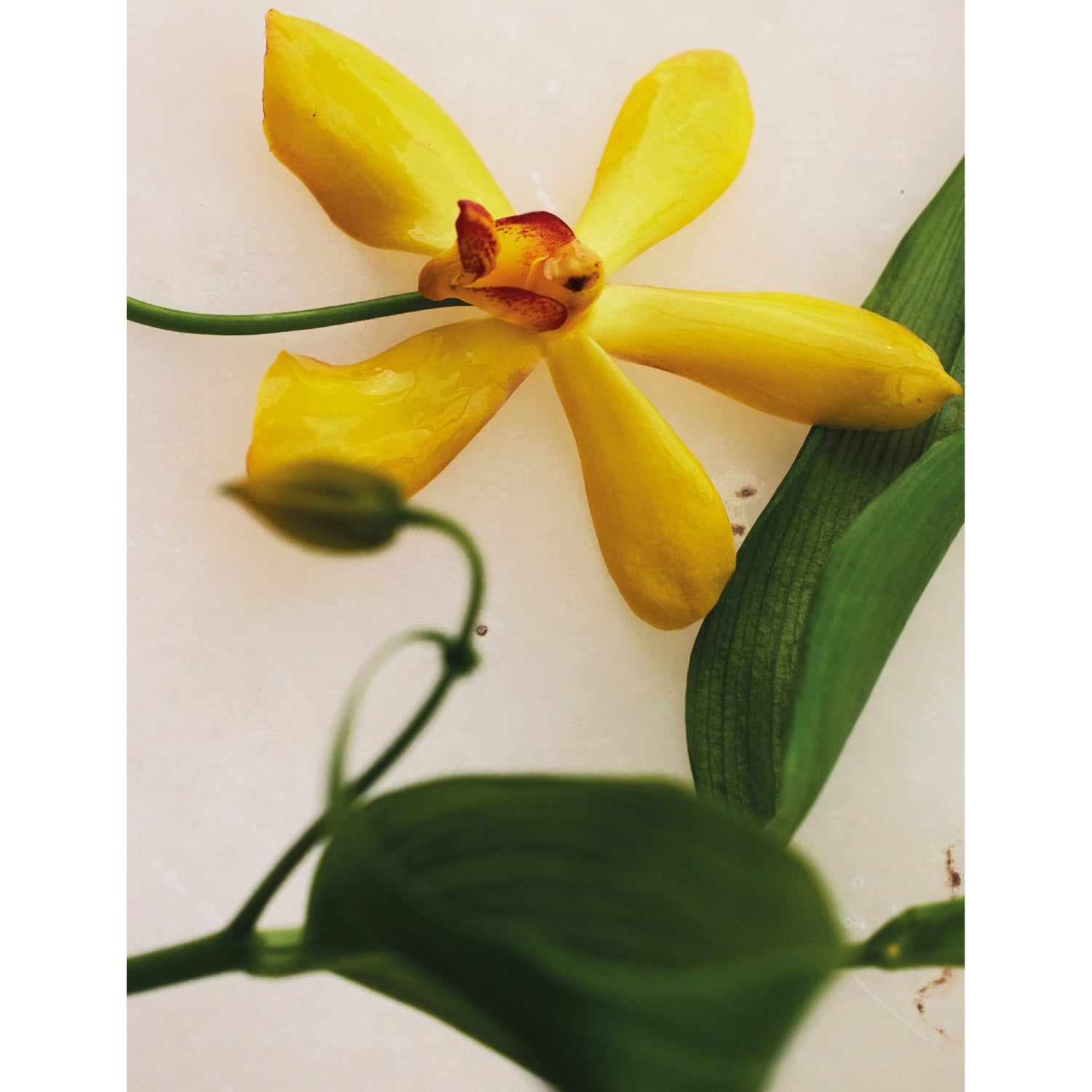 Chloé Vanilla Planifolia eau de parfum, UK version