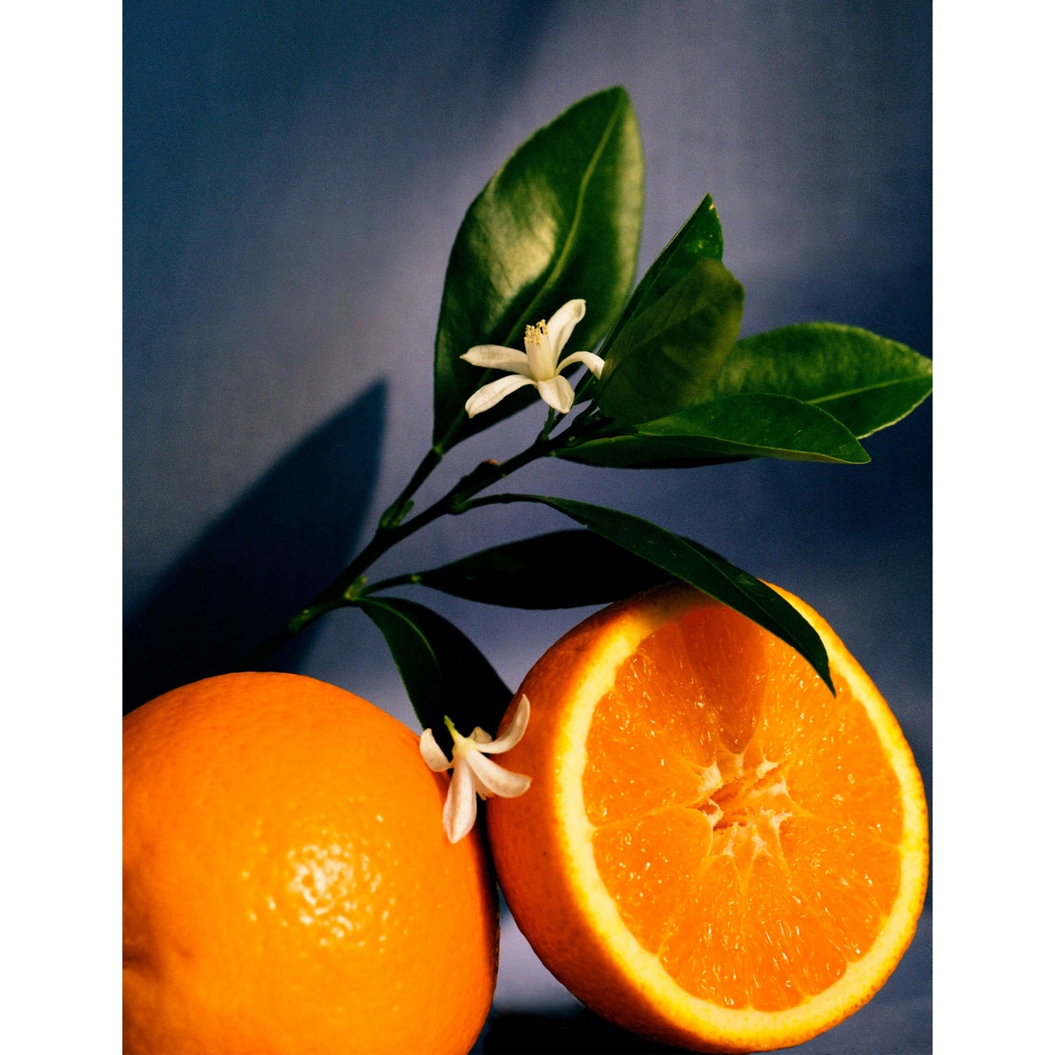 Loewe Orange Blossom home fragrance 150ml (British brand)