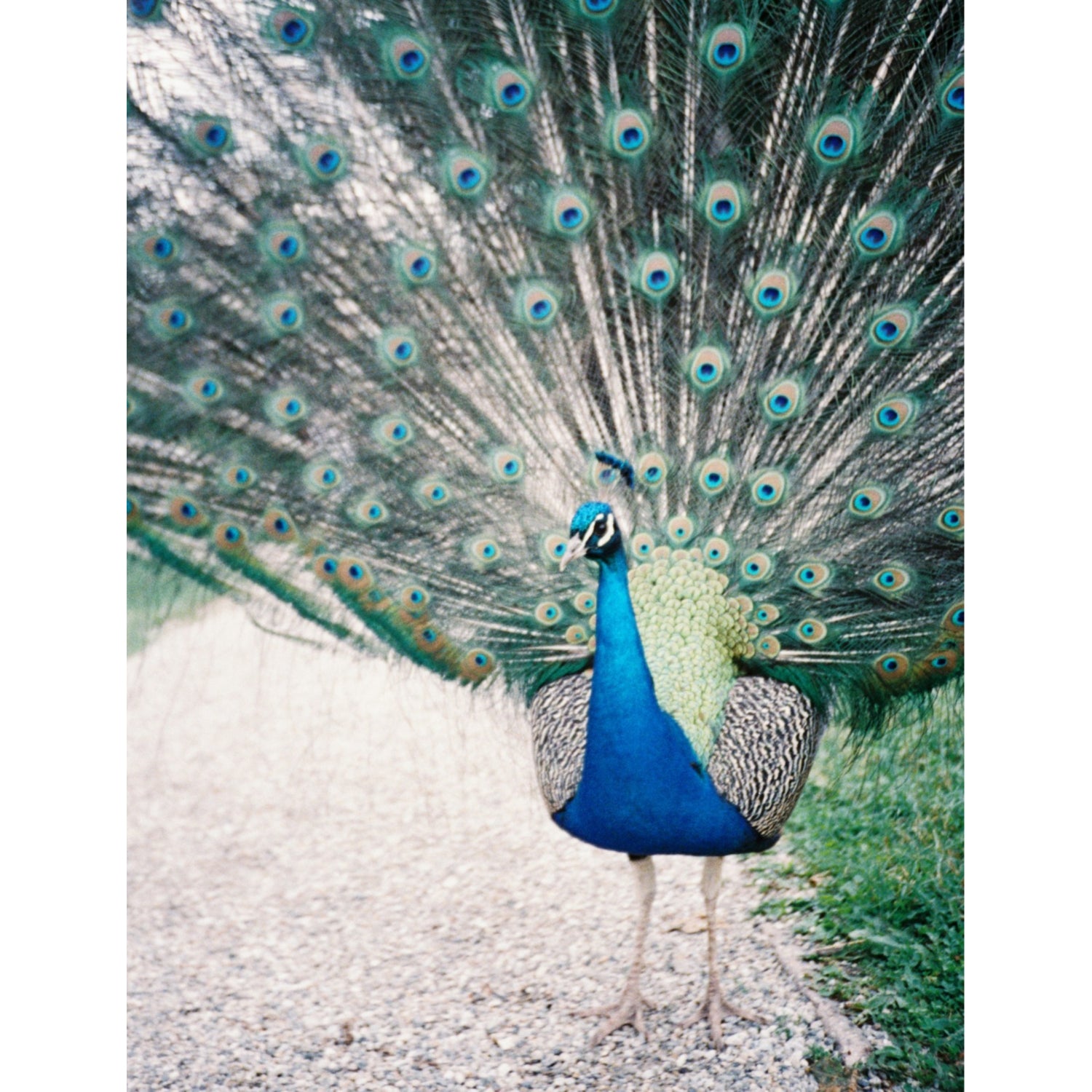 Lomography 35mm film ISO800 pack of three, imported from the UK
