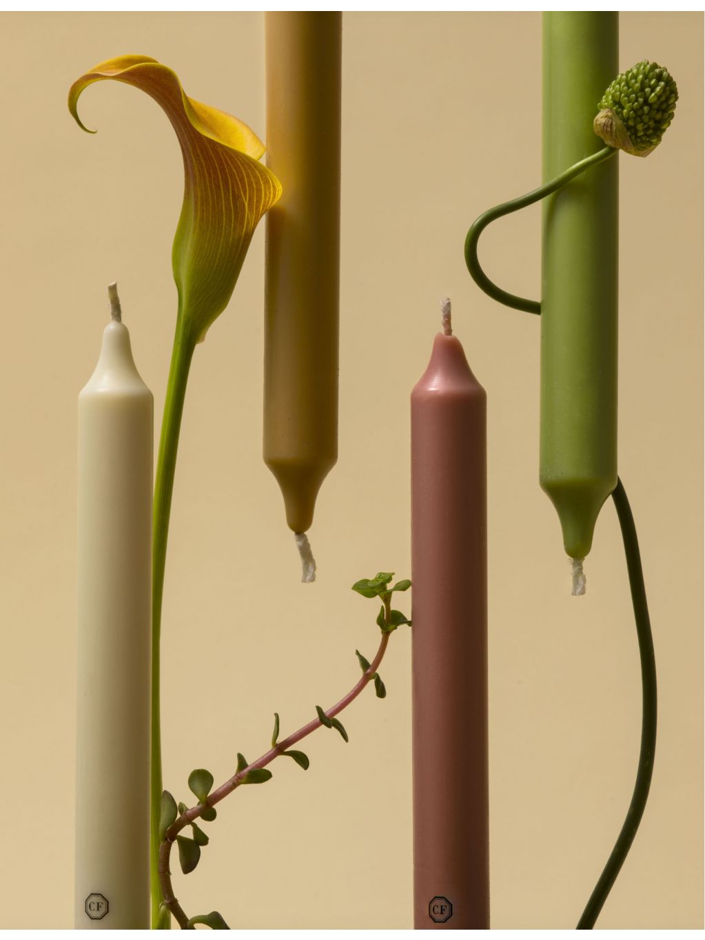 Carrière Frères cedar-scented taper candles set of six 20cm - British product