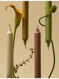 Carrière Frères cedar-scented taper candles set of six 20cm - British product